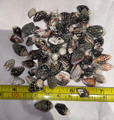 Small striped shells