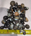 Mixes Nerites 