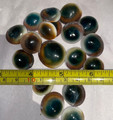 Green Cat Eye Operculum