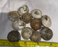 Large Japanese Button Shells