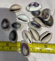 Purple Top Cowries 