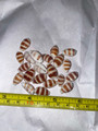 Brown Stripped Cowrie
