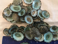 100 Green/Turquoise Limpets  15-20mm