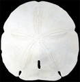 Arrowhead Sand dollar Medium 3.5-4" pack of 10