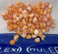 100 Pale Peach/Orange Tahitian Snails