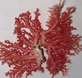 Pink Stylaster Coral