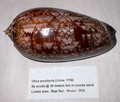 Oliva Porphyria 99.2mm