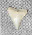 Great White Shark Tooth 39.02mm (1.54”)