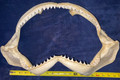 Giant Bull Shark Jaw 19’