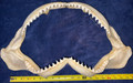 Bull Shark Jaw 18”