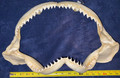 Bull Shark Jaw 17.5”