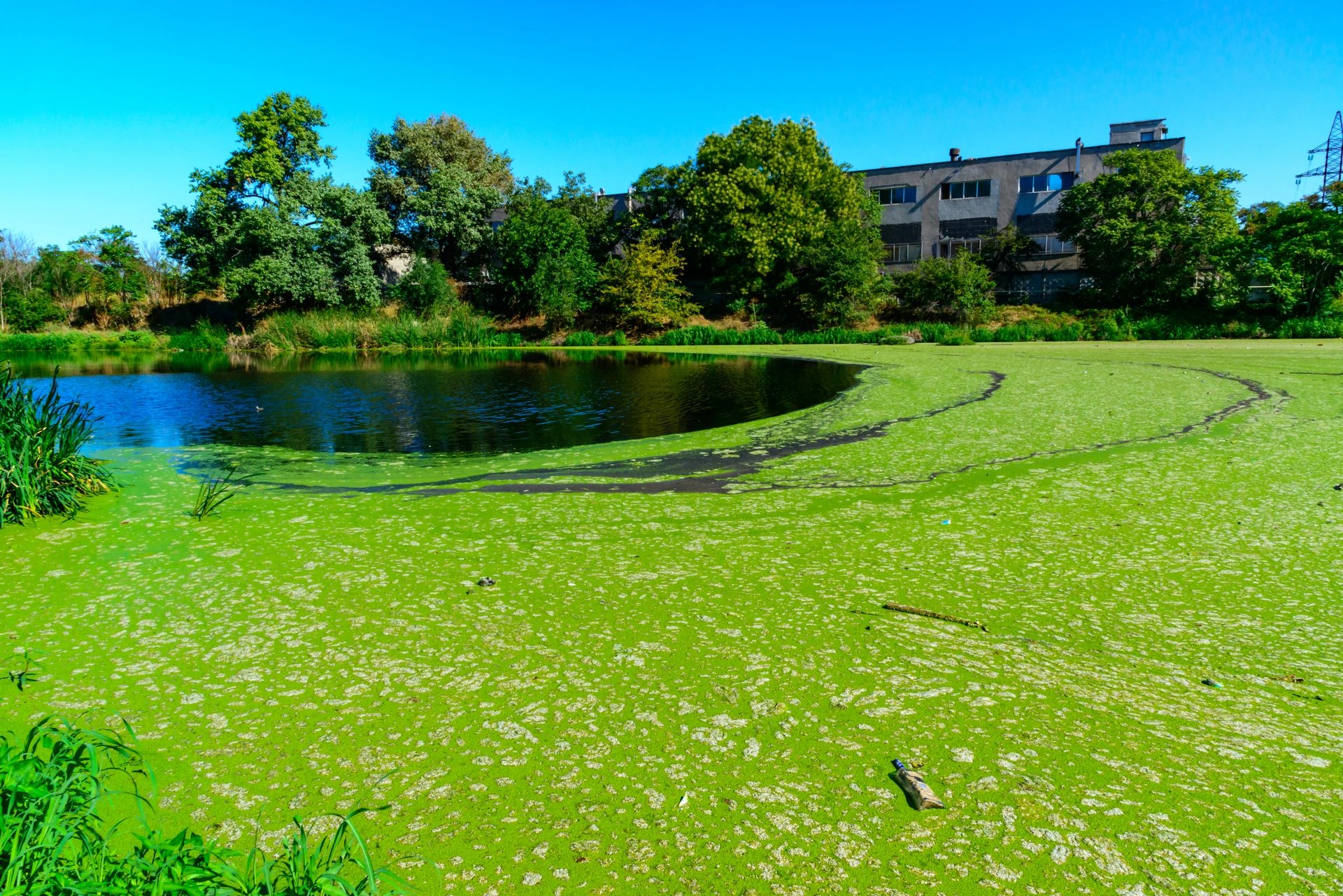 Why Is My Pond Water Green? Your Complete Guide to Algae Control - Pond ...