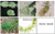 Navigate Herbicide - 50 lb. bag