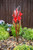 Blue Thumb Iris Flower Fountain - Red (FREE SHIPPING) by Blue Thumb