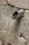 Blue Thumb Formal Spout - Round (FREE SHIPPING) by Blue Thumb