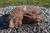 Blue Thumb Horseshoe Falls Fountain Kit by Blue Thumb