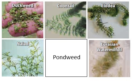 weedtrine-image.jpg