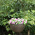 10" Self Watering Bronze Hanging Basket Flower Planter