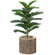 Wooden Stump Tree Branch with Bark Succulent Planter Pot Flower Shelf