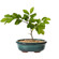 Decorative Mini Glazed Ceramic Bonsai Succulent Pots Flower Planter with Drainage Holes, 4 Pack