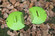 Decorative Pair of Leaf Scoops, Hand Rakes for Lawn and Garden Cleanup