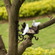 Outdoor Garden Wall Mounted Hanging Iron Bird Bath and Feeder Decor, Bronze
