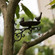 Outdoor Garden Wall Mounted Hanging Iron Bird Bath and Feeder Decor, Bronze