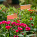 Gardenised 25-pcs Weatherproof Plant Markers Labels for Seedlings Vegetables Herbs Flowers Planters & Pots Ideal for Greenhouses Nurseries Botanical & Community Gardens Outdoor Gardening & Landscaping