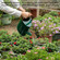Gardenised 1 Gallon Galvanized Metal Watering Can with Long Spout & Sprinkler Head for Indoor & Outdoor Use Ideal for Garden Flowers Potted Plants Houseplants Modern Home Accessories