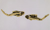 "Diver " studs earrings ,9ct gold