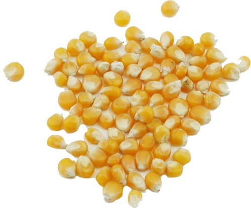 Yellow Popcorn 10kg