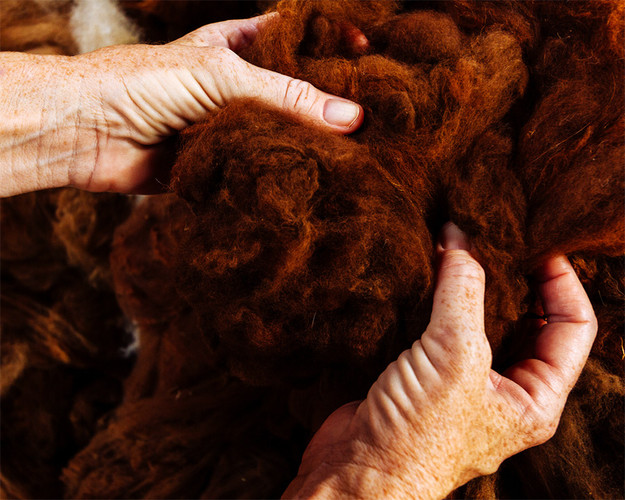 Alpaca Fleece, skirted and sorted