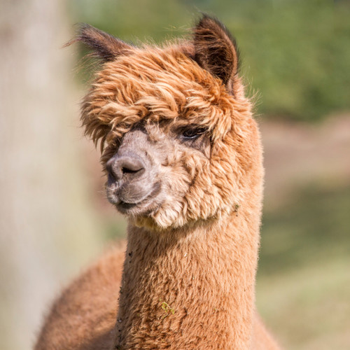 Is alpaca wool humane? - Warrior Alpaca Socks