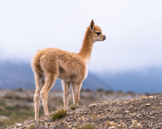 The Science of Alpaca Socks: The UPDATED 2024 Insider's Guide to Buying Warm, Sustainable Comfort for Your Feet