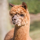 Is alpaca wool humane? Is alpaca wool humane?