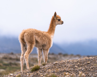 The Science of Alpaca Socks: The UPDATED 2024 Insider's Guide to Buying Warm, Sustainable Comfort for Your Feet