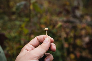 What Are The Potential Health Benefits Offered By Magic Mushrooms?