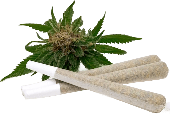 Pre-rolled cannabis