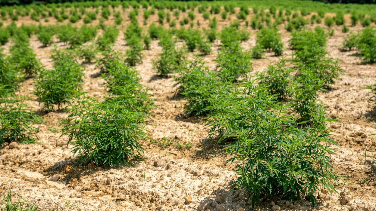 Marijuana Plantation