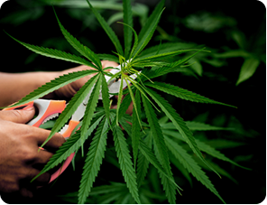 Cannabis plant close-up