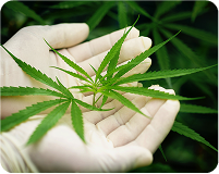 CBD and THC products collection