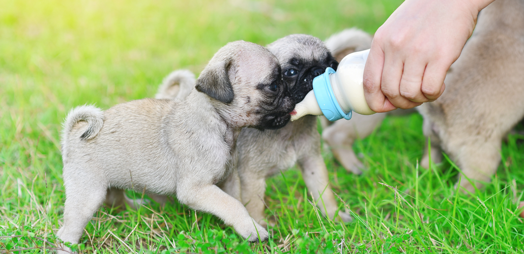 ​How can goats milk benefit your dog?