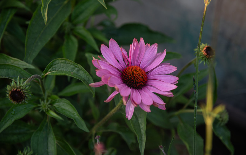 The Role of Echinacea in Boosting Your Immune System The Role of Echinacea in Boosting Your Immune System