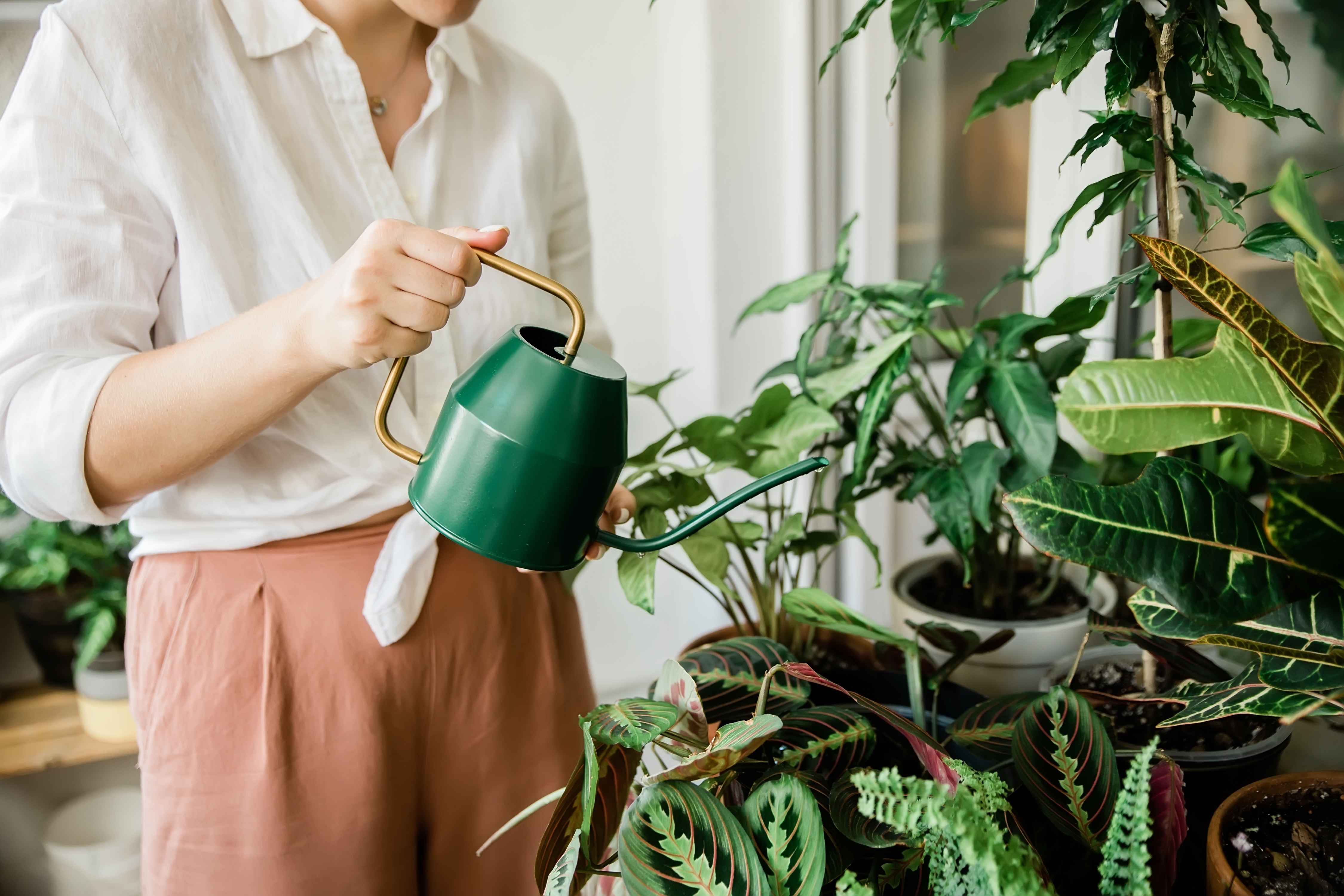 How Indoor Plants Can Improve Your Air Quality
