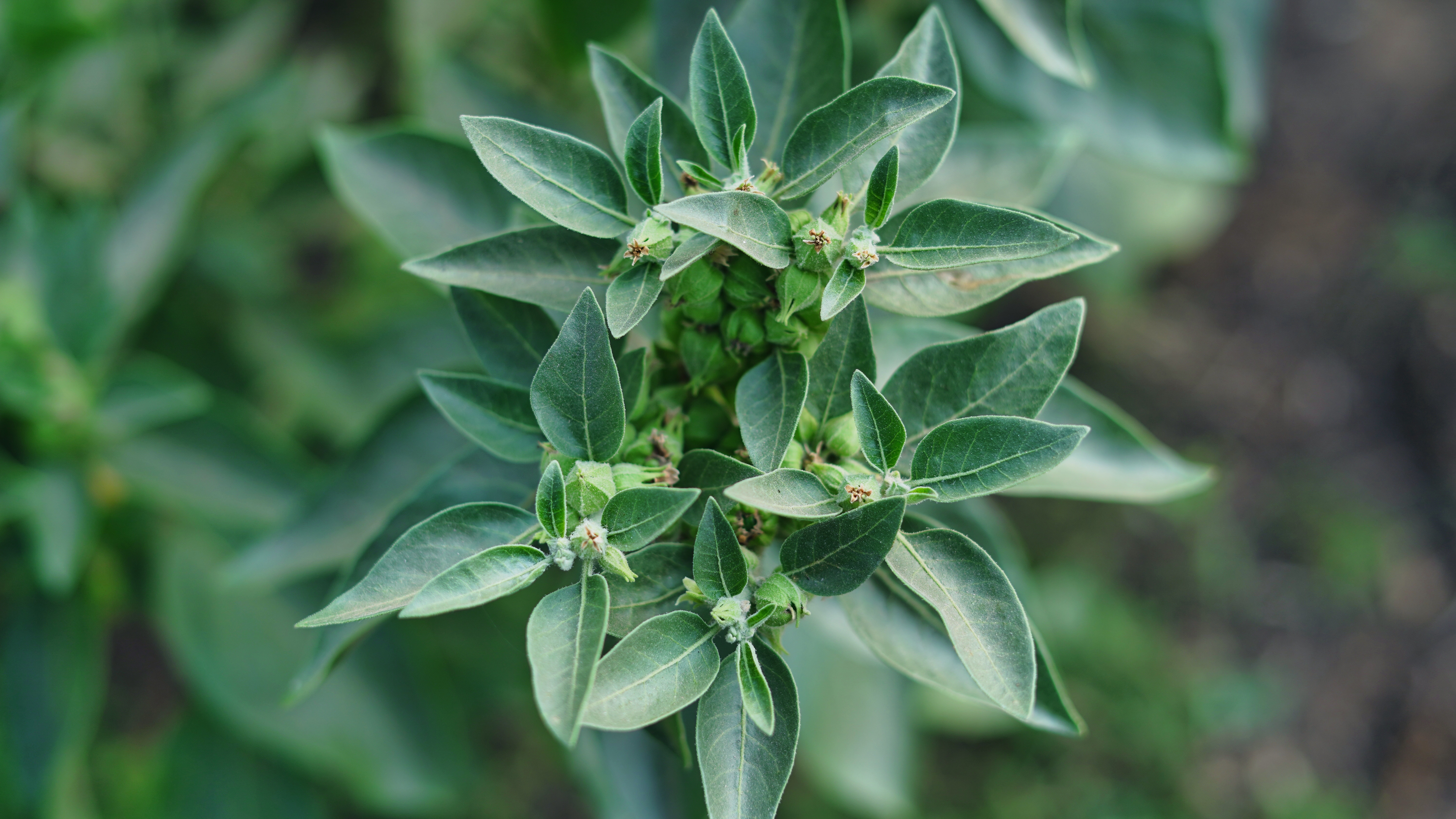 How Ashwagandha Supports Adrenal Health