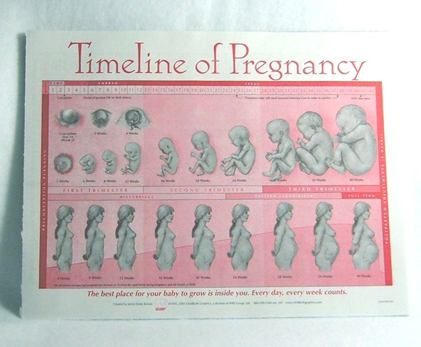 Pregnancy Timeline