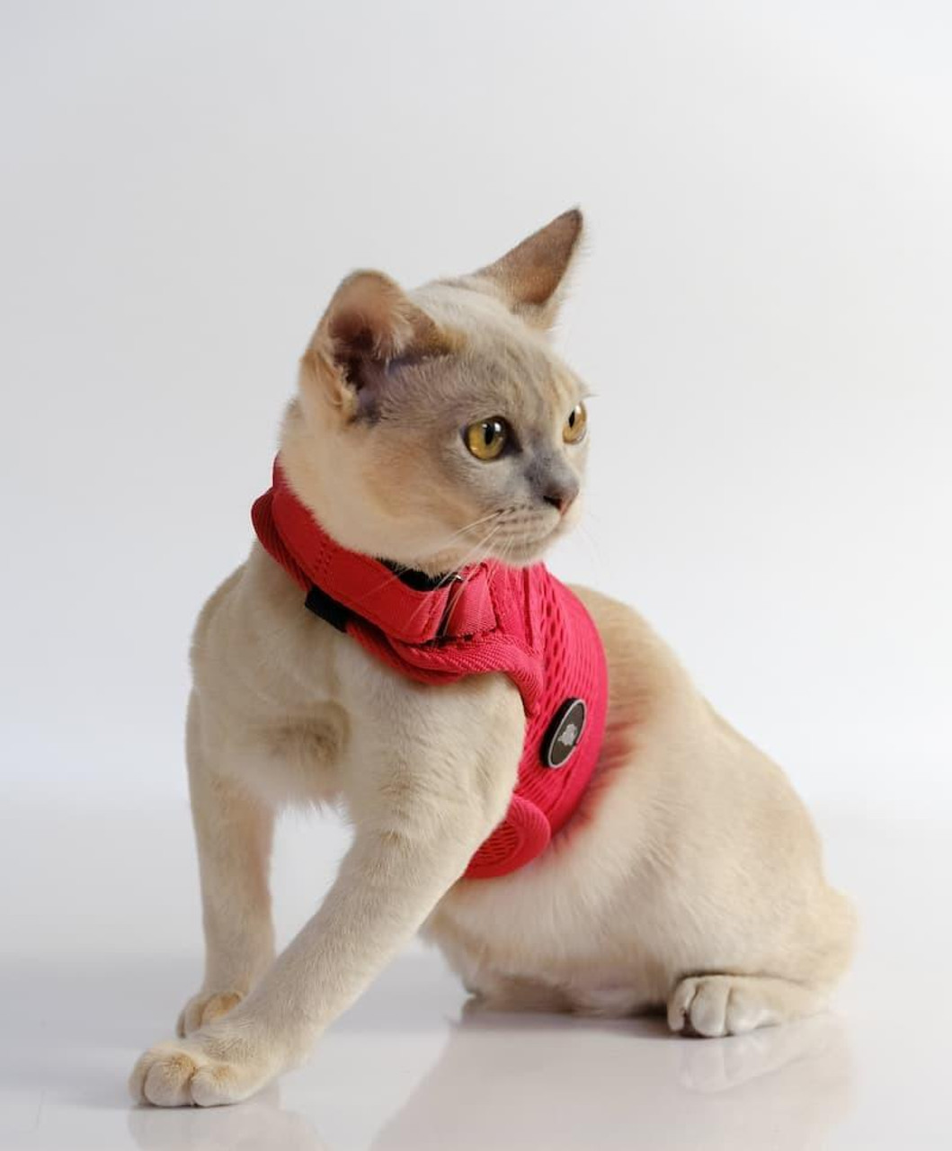 martingale cat harness