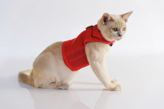Sleepypod Martingale Cat Harness