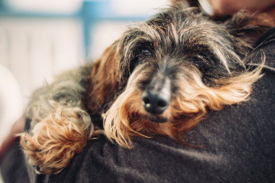 Flying with Emotional Support Animals - Rules are changing