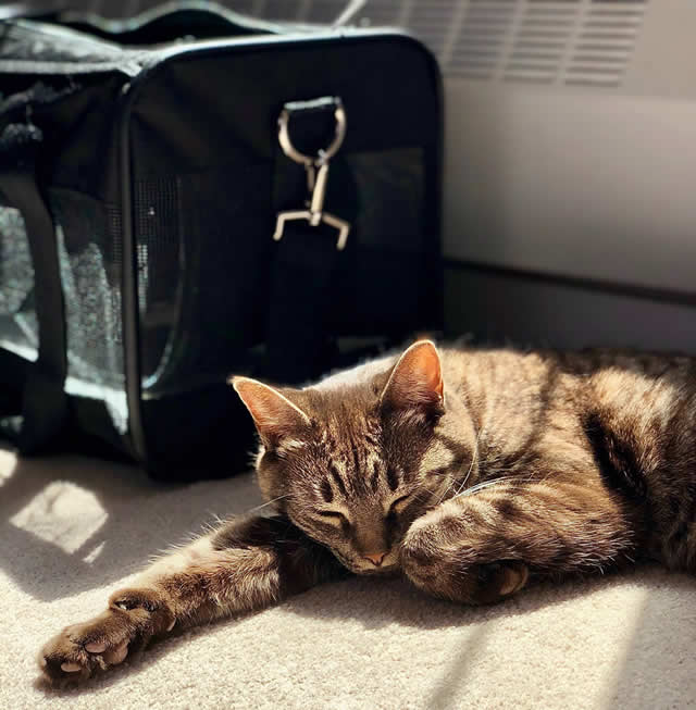 How to Get Your Cat in its Pet Carrier